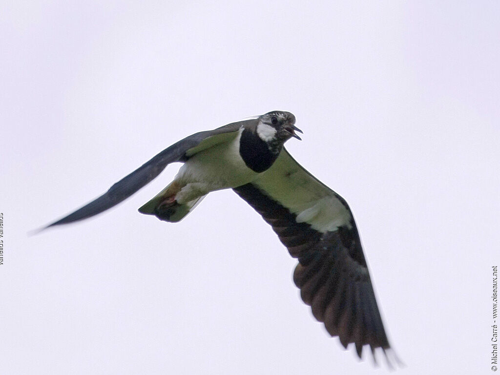 Northern Lapwing