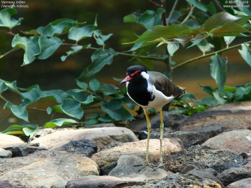 Red-wattled Lapwingadult