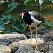 Red-wattled Lapwing