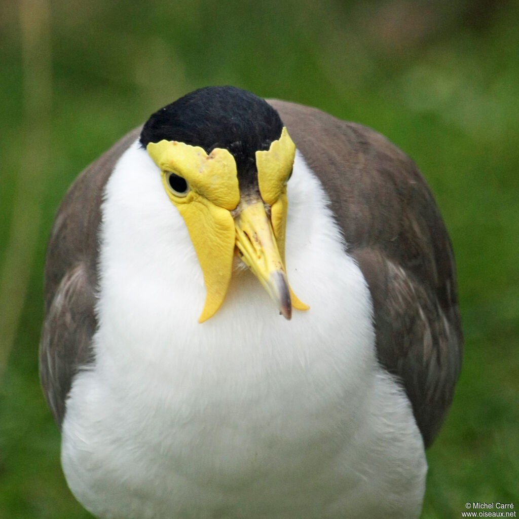 Masked Lapwing