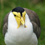 Masked Lapwing