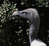 Rüppell's Vulture