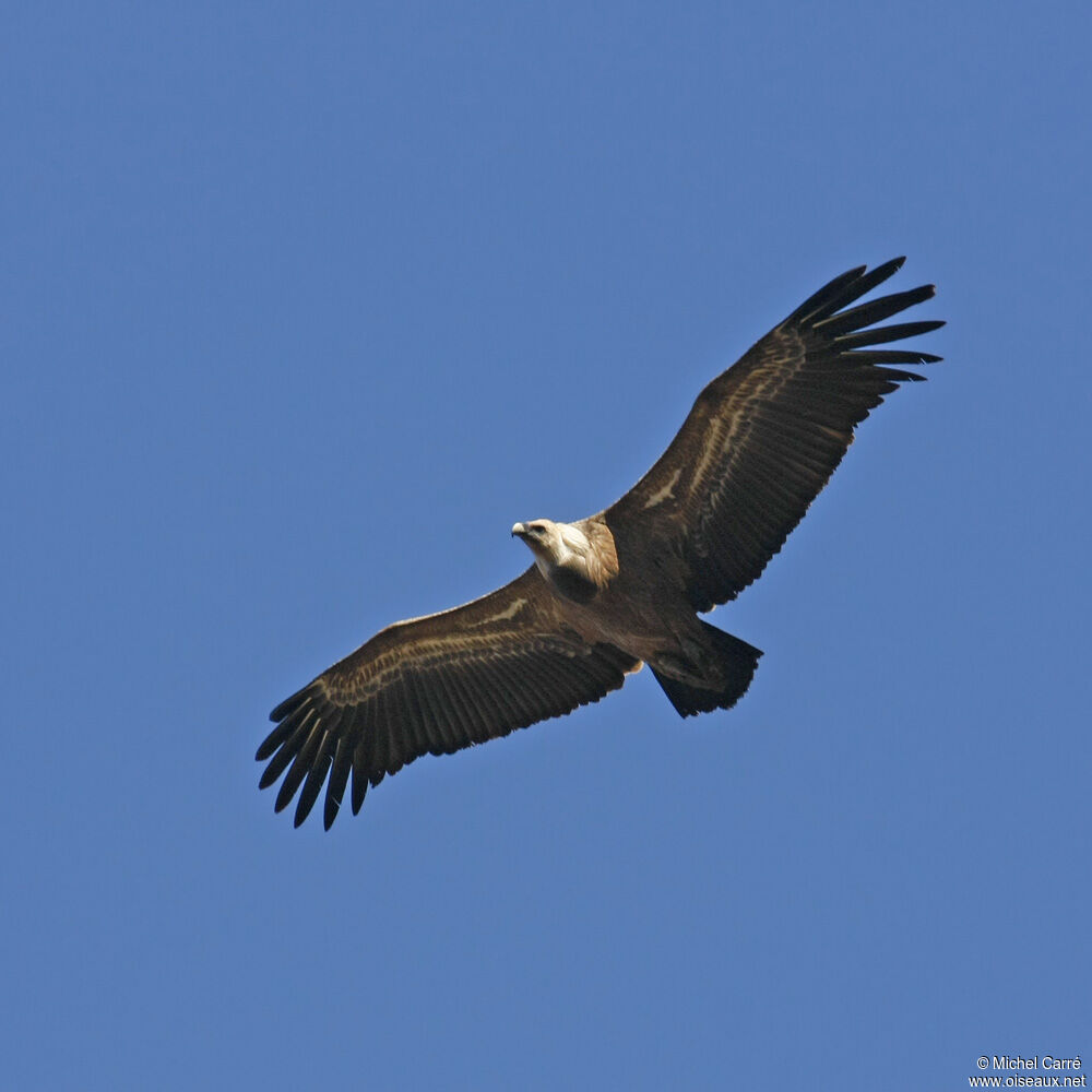Griffon Vultureadult, Flight