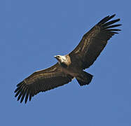 Griffon Vulture