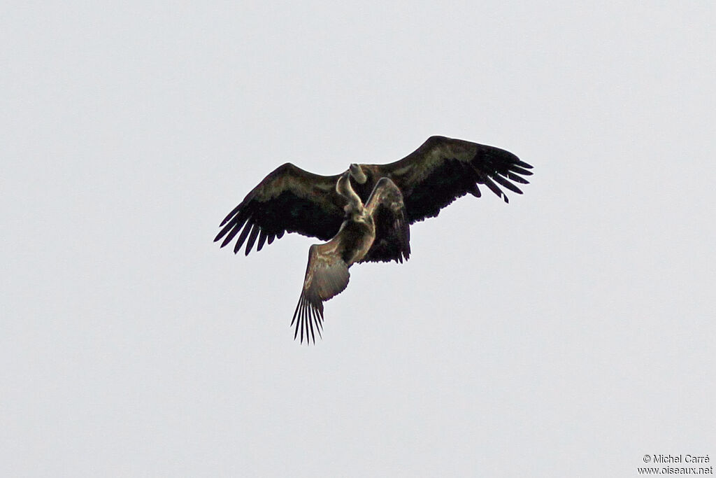 Vautour fauve adulte