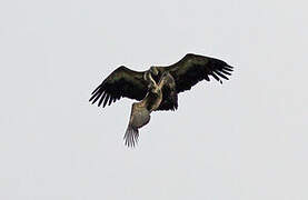 Griffon Vulture