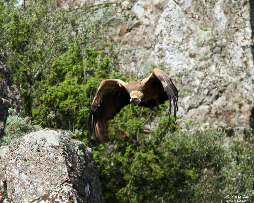 Griffon Vulture