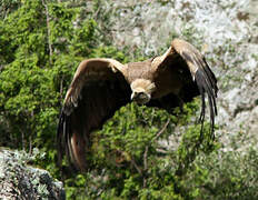 Griffon Vulture