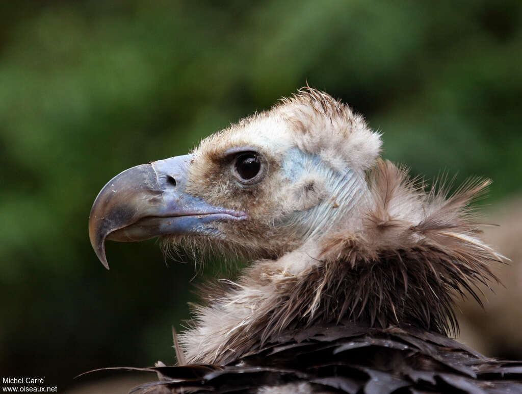 Cinereous Vultureadult, close-up portrait