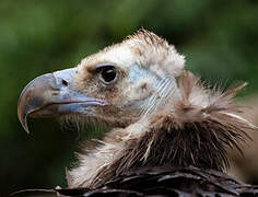 Cinereous Vulture