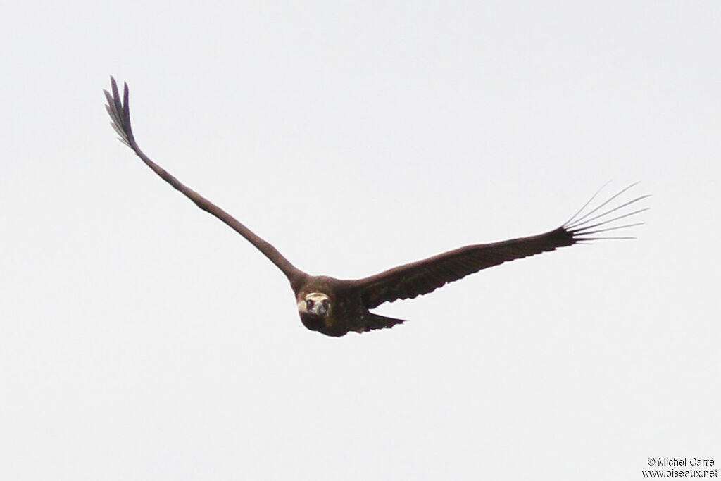 Cinereous Vulture