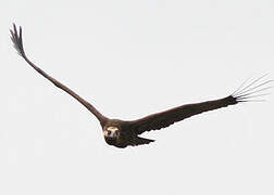 Cinereous Vulture