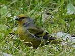Venturon montagnard