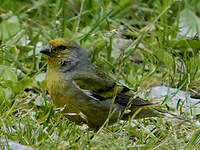 Venturon montagnard