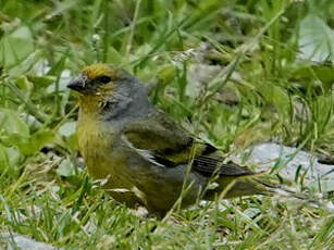 Venturon montagnard