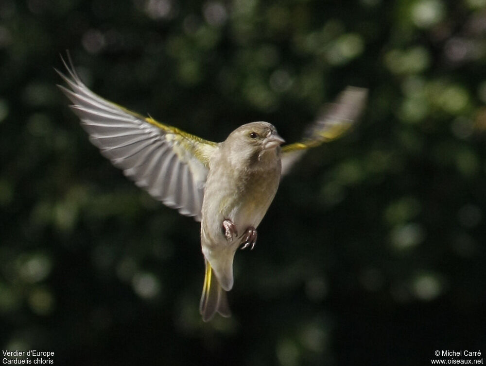 European Greenfinch female adult, Flight