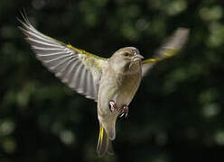 European Greenfinch