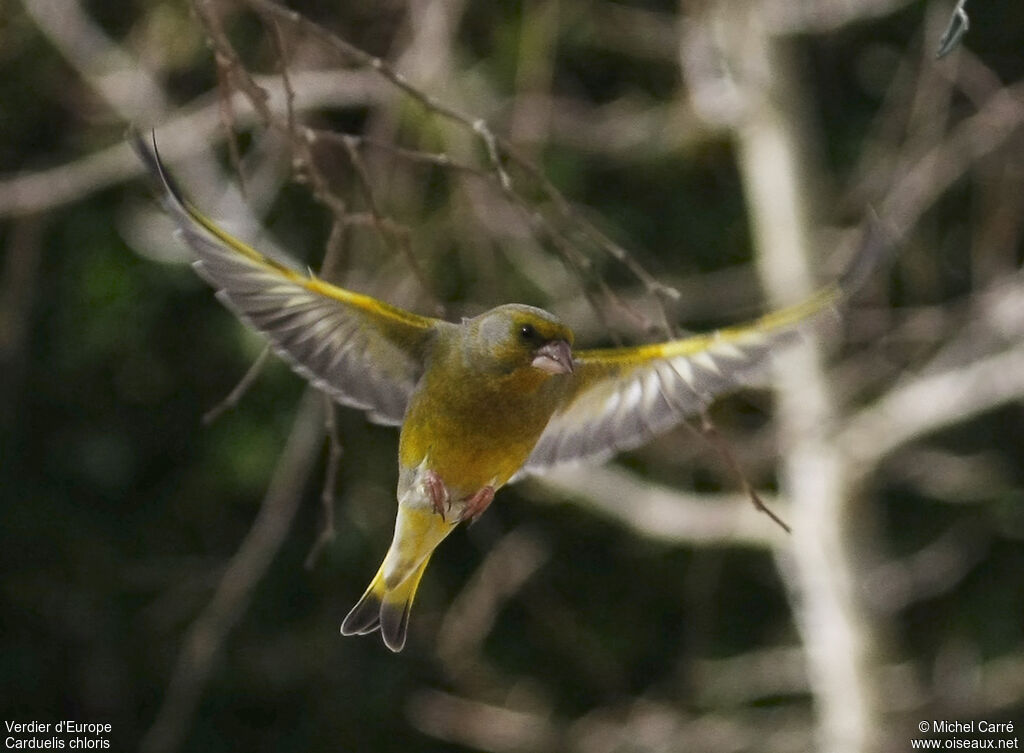 European Greenfinch male adult, Flight