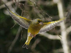 European Greenfinch