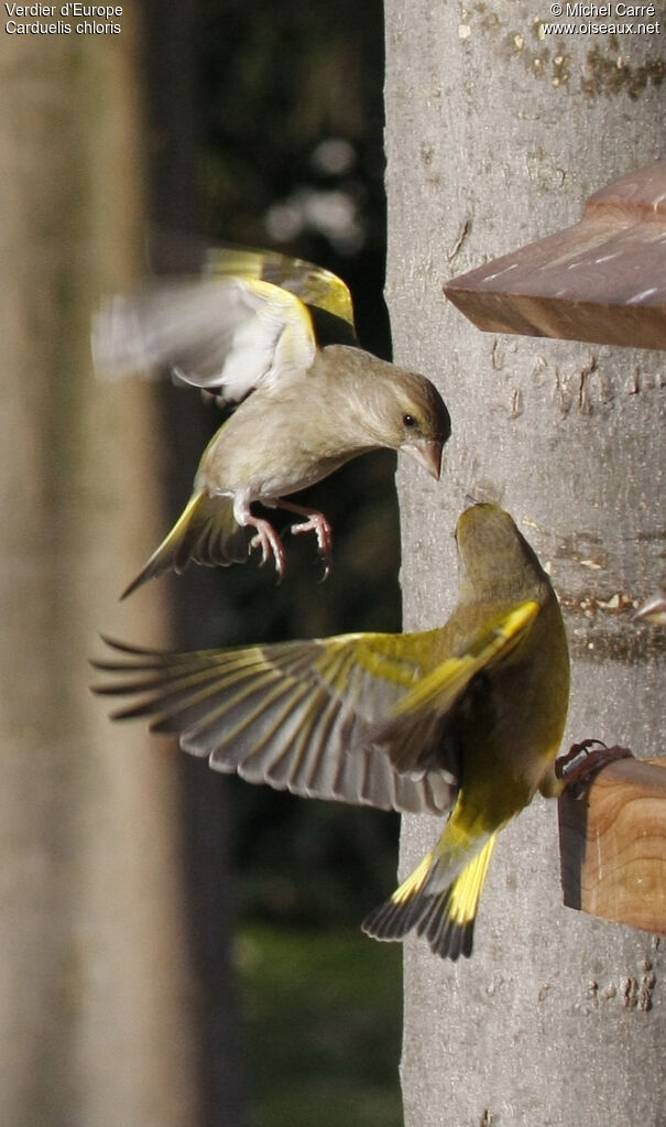 European Greenfinch, Behaviour