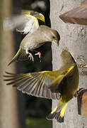 European Greenfinch