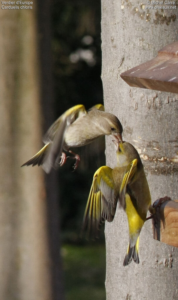 European Greenfinch, Behaviour