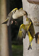 European Greenfinch