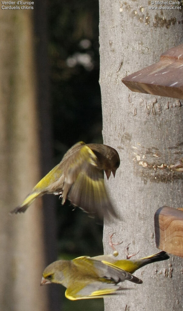 European Greenfinch, Behaviour