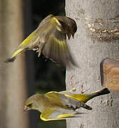 European Greenfinch