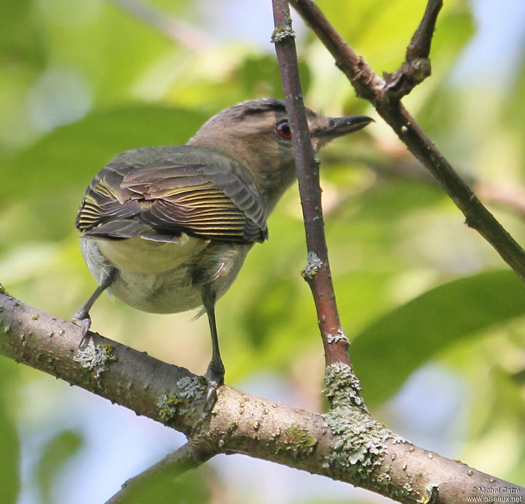 Red-eyed Vireo