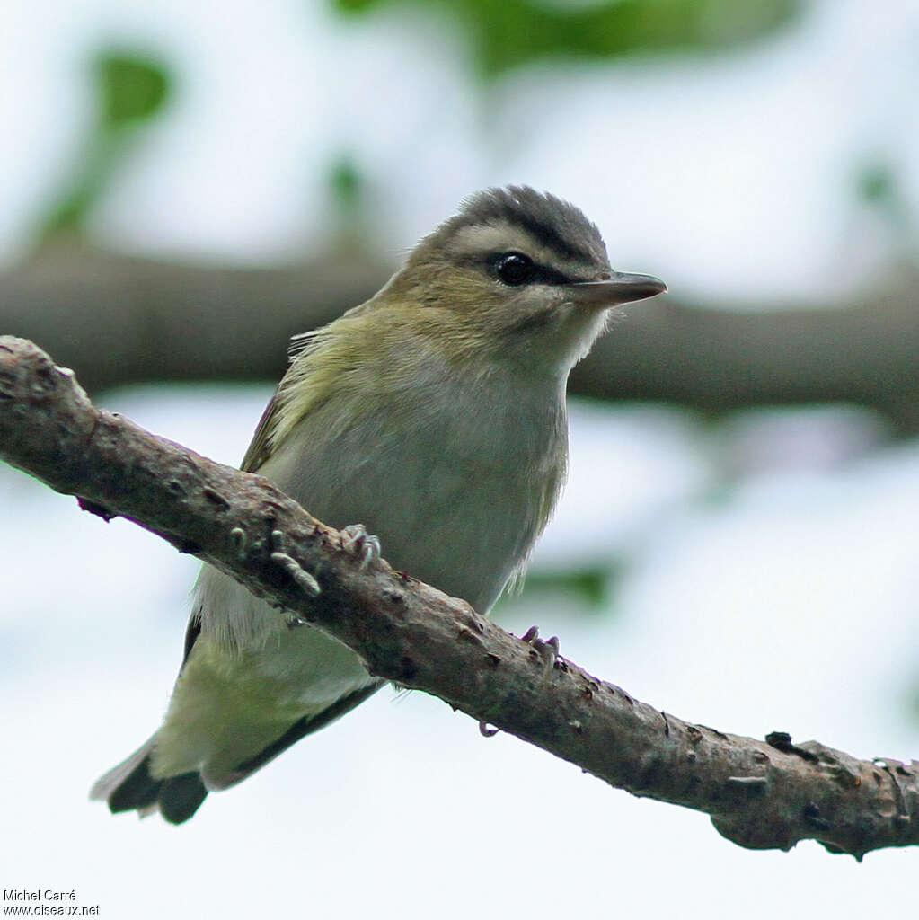 Red-eyed Vireojuvenile, close-up portrait