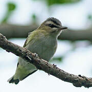 Red-eyed Vireo