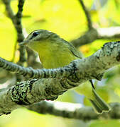 Philadelphia Vireo