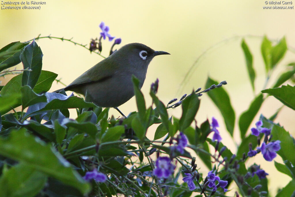 Reunion Olive White-eyeadult