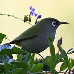 Zostérops de la Réunion