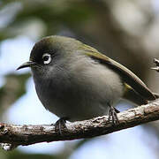 Reunion Olive White-eye