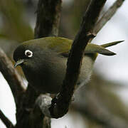 Reunion Olive White-eye