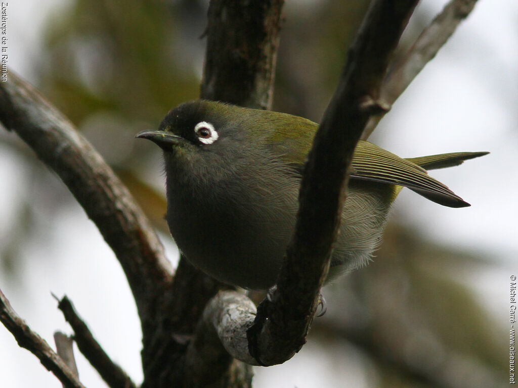 Zostérops de la Réunion