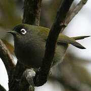 Reunion Olive White-eye