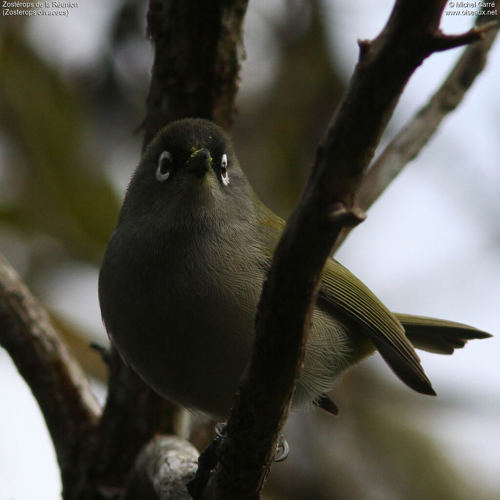 Zostérops de la Réunion