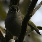 Zostérops de la Réunion