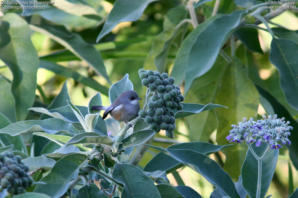 Zostérops des Mascareignesadulte