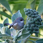 Reunion Grey White-eye