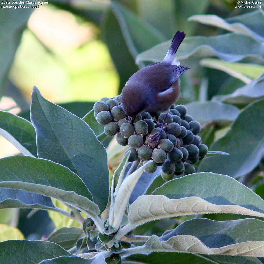 Reunion Grey White-eye