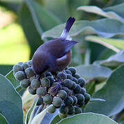 Reunion Grey White-eye