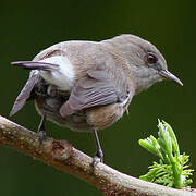 Reunion Grey White-eye