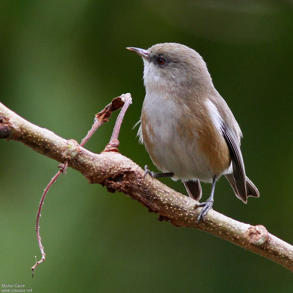 Reunion Grey White-eyeadult