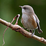 Reunion Grey White-eye