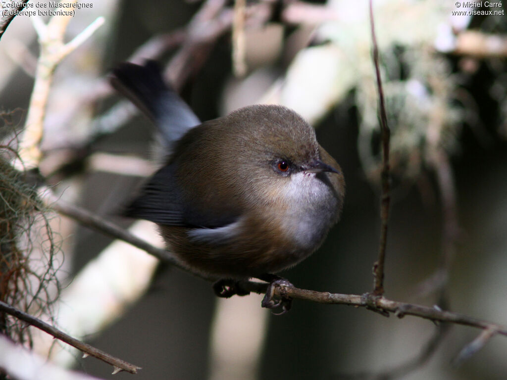 Reunion Grey White-eye