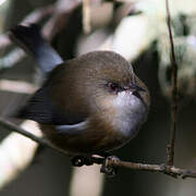 Reunion Grey White-eye